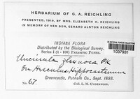 Erysiphe flexuosa image
